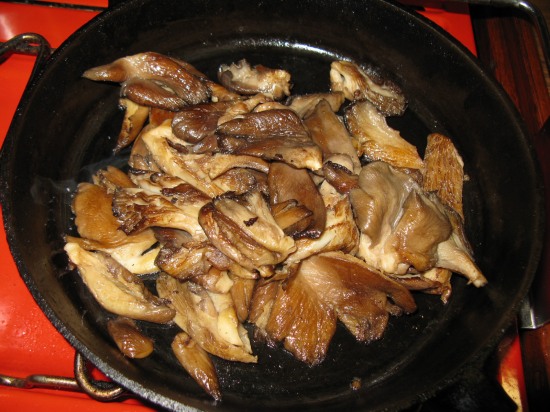 Macrolepiota Procera Parasol